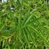 Fernleaf Bamboo 1 Fernleaf Bamboo -Deals Blossom Vines Store Fernleaf Multiplex Bamboo 600x600 f849af28 c56b 4321 8fac 1740458b95f7