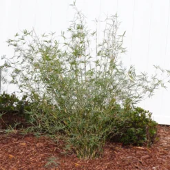 Fernleaf Bamboo -Deals Blossom Vines Store FernleafMultiplexBamboo 1