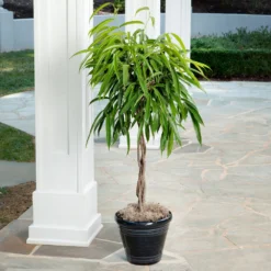 Ficus Alii Braid Plant -Deals Blossom Vines Store Ficus Alli 2