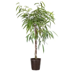 Ficus Alii Braid Plant -Deals Blossom Vines Store Ficus Alli Delilah Brown Pot