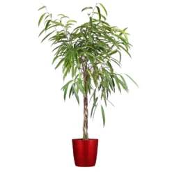 Ficus Alii Braid Plant -Deals Blossom Vines Store Ficus Alli Delilah Red Pot
