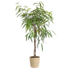 Ficus Alii Braid Plant -Deals Blossom Vines Store Ficus Alli Delilah Tan Pot