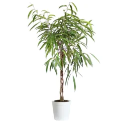 Ficus Alii Braid Plant -Deals Blossom Vines Store Ficus Alli Delilah White Pot