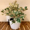 Ficus Triangularis -Deals Blossom Vines Store Ficus Triangularis BB 600x600 18ae56ea fc25 4054 9a05 06eb3dd46f51