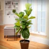 Fiddle-Leaf Fig Tree -Deals Blossom Vines Store Fiddle Leaf Fig 1 BB 600x600 00d0bb31 8367 44d0 90b6 89043c6426af