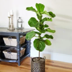 Fiddle-Leaf Fig Tree 21 Fiddle-Leaf Fig Tree -Deals Blossom Vines Store Fiddle Leaf Fig 2 BB