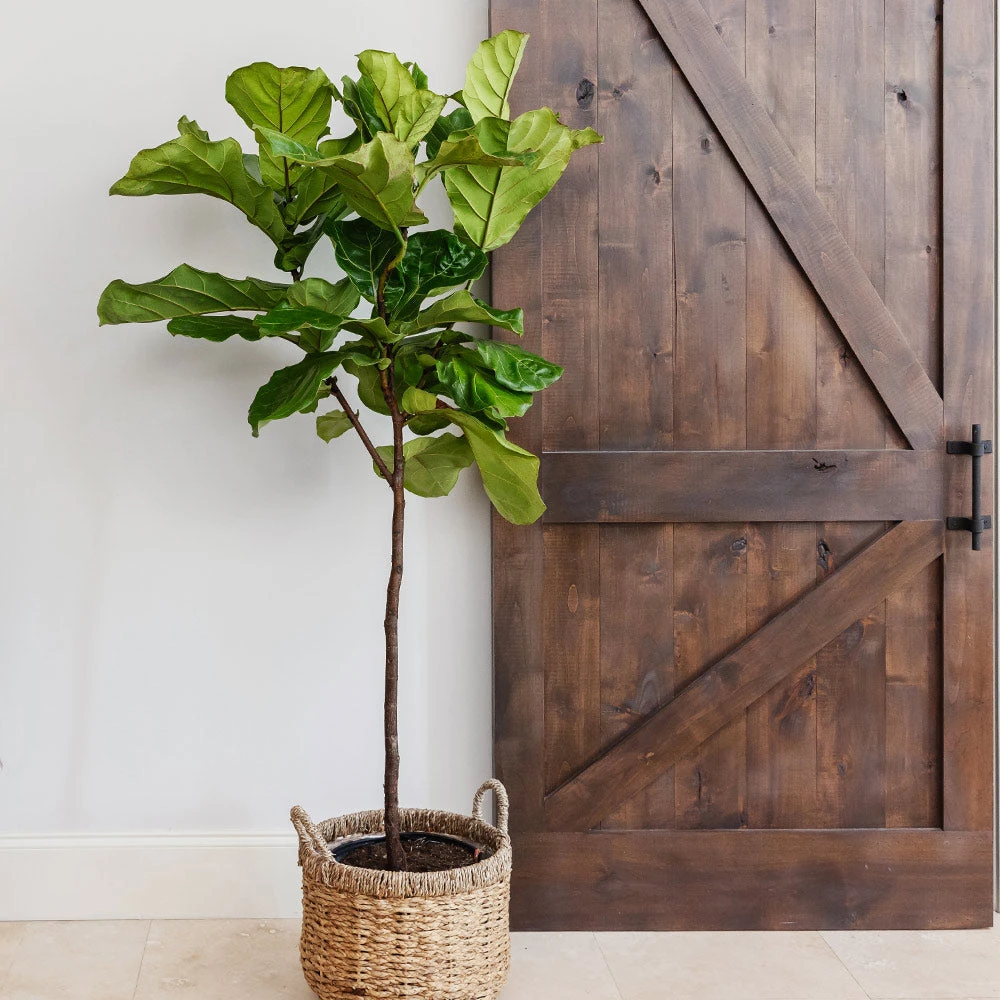 Fiddle-Leaf Fig Tree 5 Fiddle-Leaf Fig Tree - Image 3