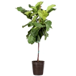 Fiddle-Leaf Fig Tree 23 Fiddle-Leaf Fig Tree -Deals Blossom Vines Store Fiddle Leaf Fig Delilah Brown pot 3G2 3