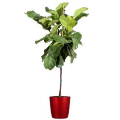 Fiddle-Leaf Fig Tree 27 Fiddle-Leaf Fig Tree -Deals Blossom Vines Store Fiddle Leaf Fig Delilah Red pot 3G2 3