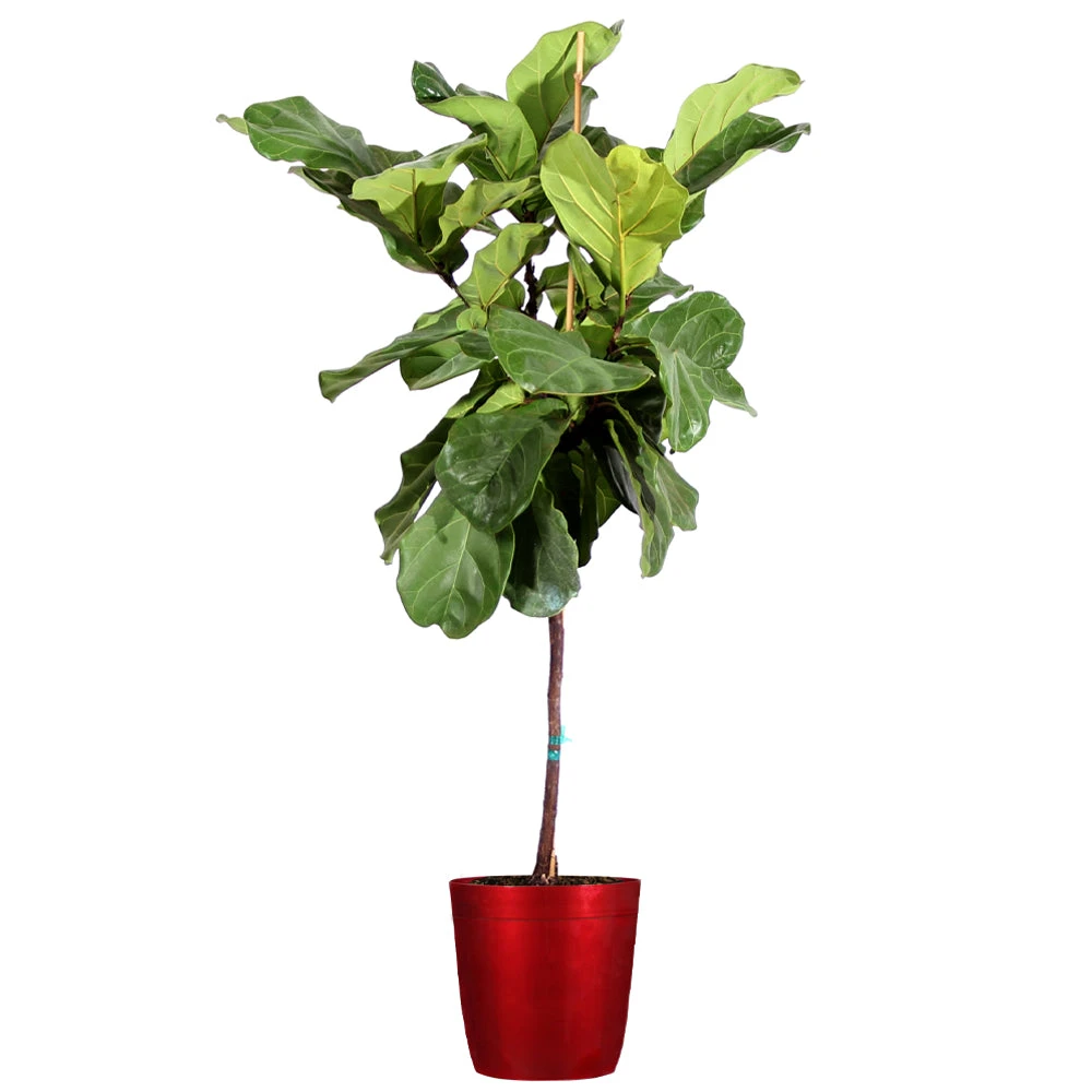 Fiddle-Leaf Fig Tree 12 Fiddle-Leaf Fig Tree - Image 10
