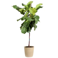 Fiddle-Leaf Fig Tree 24 Fiddle-Leaf Fig Tree -Deals Blossom Vines Store Fiddle Leaf Fig Delilah Tan pot 3G2 3