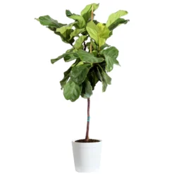 Fiddle-Leaf Fig Tree 26 Fiddle-Leaf Fig Tree -Deals Blossom Vines Store Fiddle Leaf Fig Delilah White pot 3G2 3