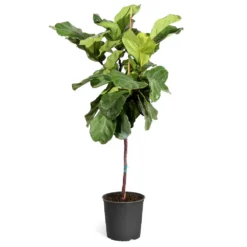 Fiddle-Leaf Fig Tree 25 Fiddle-Leaf Fig Tree -Deals Blossom Vines Store Fiddle Leaf Fig standard pot 3G2 3