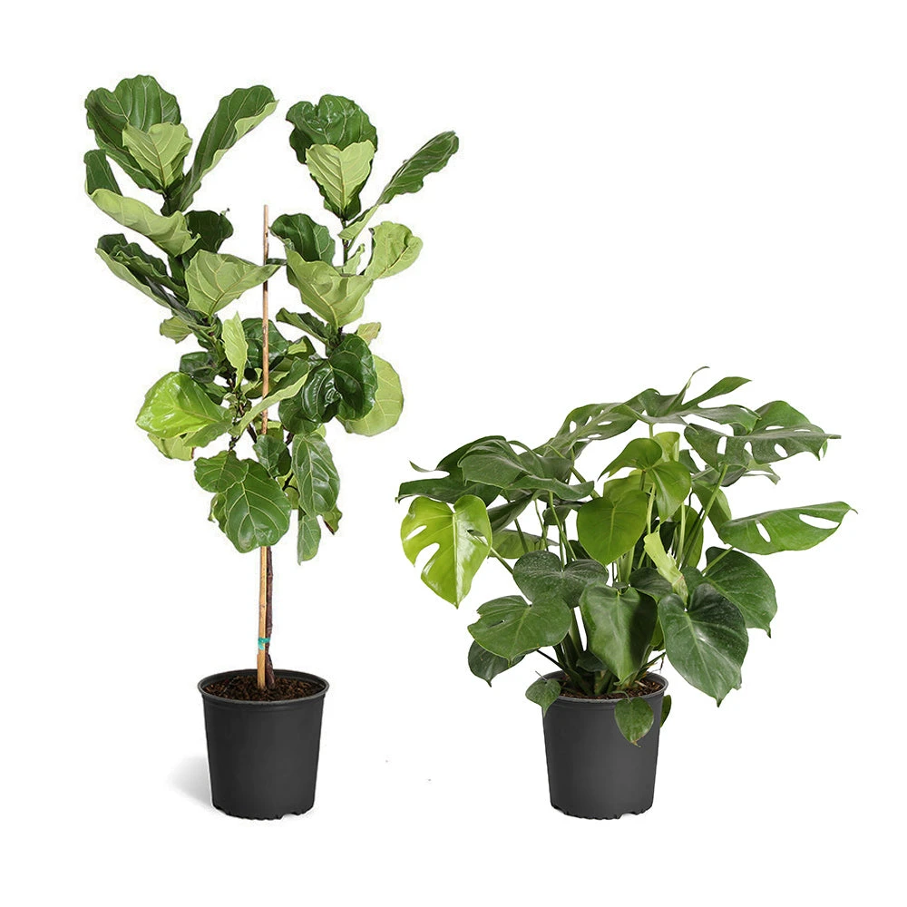 Fiddle-Leaf Fig Tree 16 Fiddle-Leaf Fig Tree - Image 14