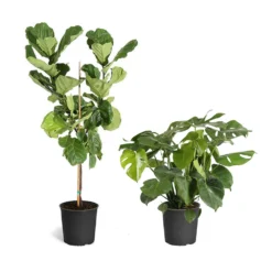 Fiddle-Leaf Fig Tree 33 Fiddle-Leaf Fig Tree -Deals Blossom Vines Store Fiddle Swiss Combo 3GMon 3 4 Fig a225c690 ec30 4541 aa19 8883ccdfa157
