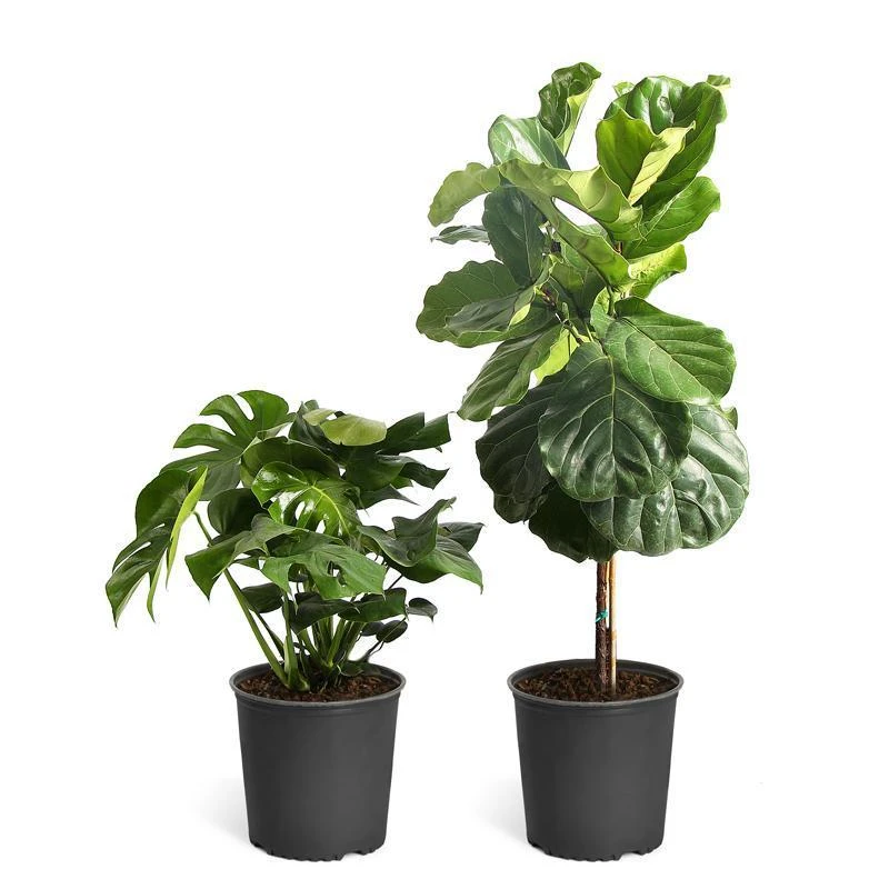 Monstera Deliciosa And Fiddle Leaf Fig Combo 3 Monstera Deliciosa And Fiddle Leaf Fig Combo - Image 2