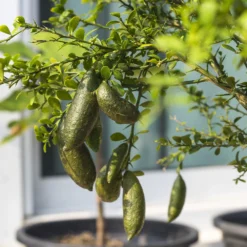 Australian Finger Lime Tree 9 Australian Finger Lime Tree -Deals Blossom Vines Store Finger Lime Tree 6 BB