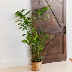 Fishtail Palm 11 Fishtail Palm -Deals Blossom Vines Store Fishtail Palm 11 BB