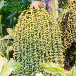 Fishtail Palm 12 Fishtail Palm -Deals Blossom Vines Store Fishtail Palm 4