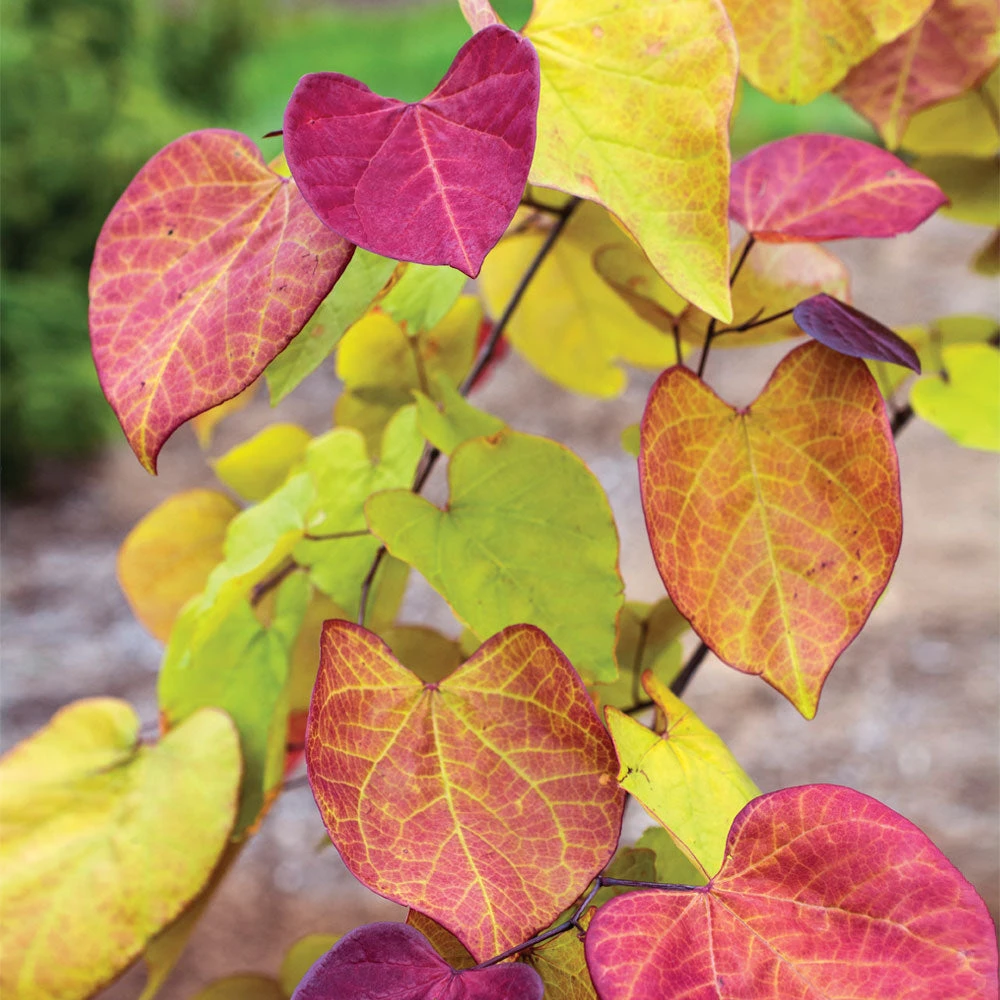Flame Thrower® Redbud Tree 7 Flame Thrower® Redbud Tree - Image 5