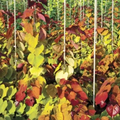 Flame Thrower® Redbud Tree 13 Flame Thrower® Redbud Tree -Deals Blossom Vines Store Flame Thrower Redbud 6