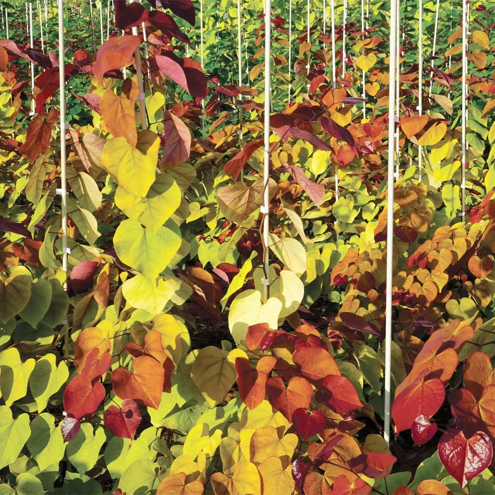 Flame Thrower® Redbud Tree 8 Flame Thrower® Redbud Tree - Image 6