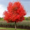 Flashfire® Maple Tree 2 Flashfire® Maple Tree -Deals Blossom Vines Store Flashfire Maple BB 600x600 7104a895 3deb 4178 b18a 92dad137ab75