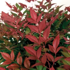 Flirt™ Nandina Bush -Deals Blossom Vines Store Flirt Nandina BB 3