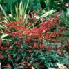 Flirt™ Nandina Bush 1 Flirt™ Nandina Bush -Deals Blossom Vines Store Flirt Nandina BB 600x600 2b06d5d3 b0df 4b87 b35f 1d71e91c6234