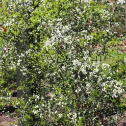 Hardy Orange Tree 'Flying Dragon' 15 Hardy Orange Tree 'Flying Dragon' -Deals Blossom Vines Store Flying Dragon Trifoliate orange 9