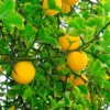 Hardy Orange Tree 'Flying Dragon' 2 Hardy Orange Tree 'Flying Dragon' -Deals Blossom Vines Store Flying Dragon Trifoliate orange BB 600x600 485ec5d9 e8cc 4da4 8df0 ddbb64b47e6a