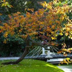 Forest Pansy Redbud Tree -Deals Blossom Vines Store Forest Pansy Redbud 2