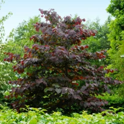 Forest Pansy Redbud Tree -Deals Blossom Vines Store Forest Pansy Redbud 4