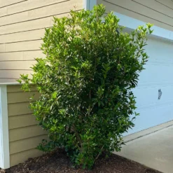 Fragrant Tea Olive Shrub -Deals Blossom Vines Store Fragrant Tea Olive 6