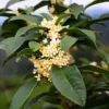 Fragrant Tea Olive Shrub -Deals Blossom Vines Store Fragrant Tea Olive 600x600 5e1d27bc 39af 4d2f 936d c6cda4e66e3c
