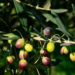 Italian Olive Tree 7 Italian Olive Tree -Deals Blossom Vines Store Frantoio Olive 2 BB