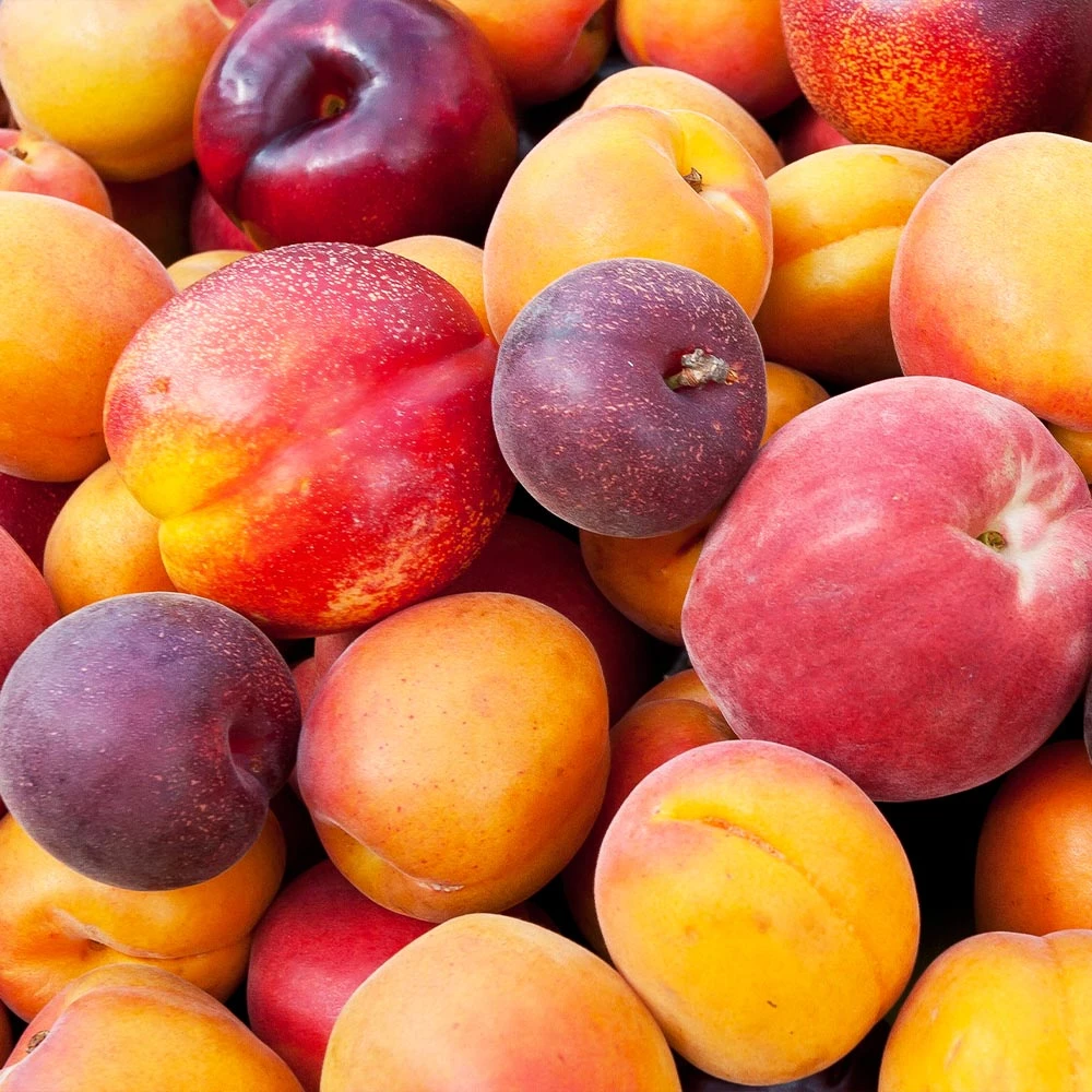 Fruit Cocktail Tree 4 Fruit Cocktail Tree - Image 2