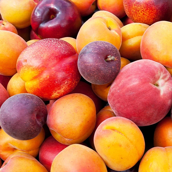 Fruit Cocktail Tree 3 Fruit Cocktail Tree