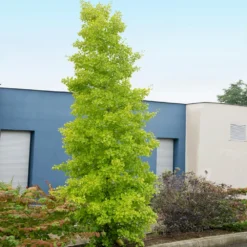 Goldspire Ginkgo Tree -Deals Blossom Vines Store GOldspire Ginkgo Tree 4 BB