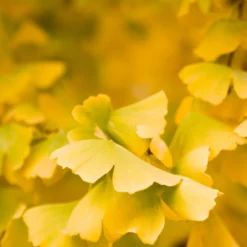 Goldspire Ginkgo Tree -Deals Blossom Vines Store GOldspire Ginkgo Tree 5 BB