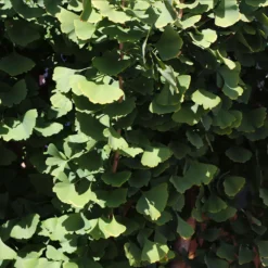 Goldspire Ginkgo Tree -Deals Blossom Vines Store GOldspire Ginkgo Tree 8