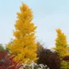 Goldspire Ginkgo Tree 1 Goldspire Ginkgo Tree -Deals Blossom Vines Store GOldspire Ginkgo Tree BB 600x600 87b7e592 53e5 4ffa 9c1d 4998d41ec5a7
