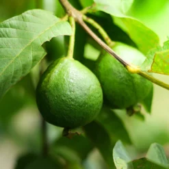 Guava Tree 'Ruby Supreme' -Deals Blossom Vines Store GUava tree 3 BB