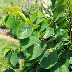 Garden Gems® Emerald Redbud Tree -Deals Blossom Vines Store Garden Gems Emerald 1