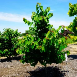 Garden Gems® Emerald Redbud Tree -Deals Blossom Vines Store Garden Gems Emerald 3