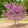 Garden Gems® Emerald Redbud Tree -Deals Blossom Vines Store Garden Gems Emerald FGT 600x600 730c8d4c bef7 4502 9592 5e01b22eed4e