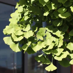 Ginkgo Tree 13 Ginkgo Tree -Deals Blossom Vines Store Ginkgo Biloba 5