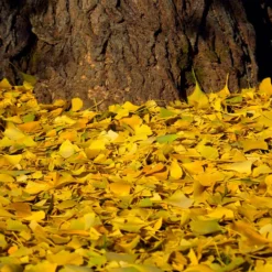 Ginkgo Tree 11 Ginkgo Tree -Deals Blossom Vines Store Ginkgo Biloba 7 BB