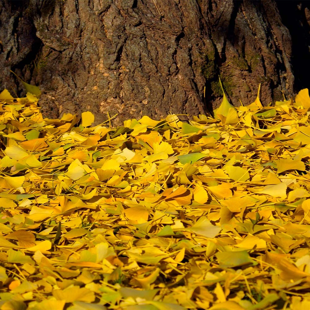 Ginkgo Tree 6 Ginkgo Tree - Image 4