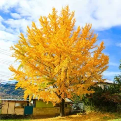 Ginkgo Tree